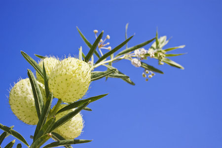 Asclepias fruticosa, gomphocarpus fruticosus, swan plant, african milkweed, balloonplant