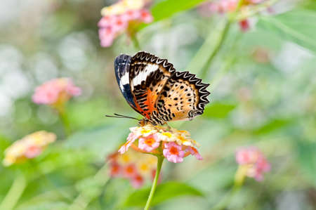 Butterfly take a rest on a flowerの写真素材