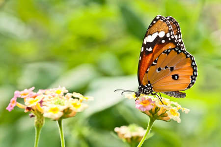 Beautiful butterfly stay on a flowerの写真素材