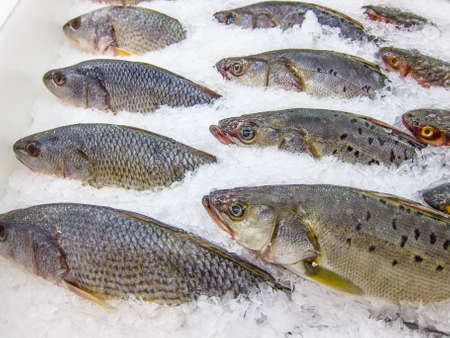Fresh sea fish on the iceの写真素材