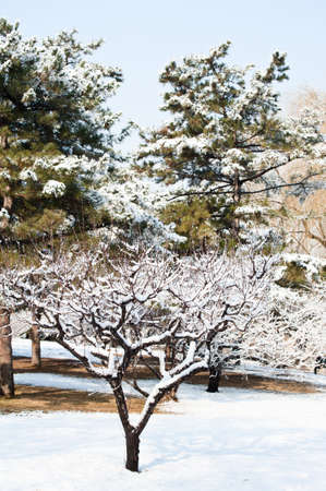 Landscape in a park after snowの写真素材