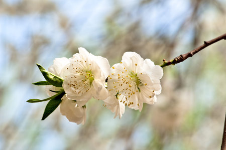 Blooming peach flower in spring