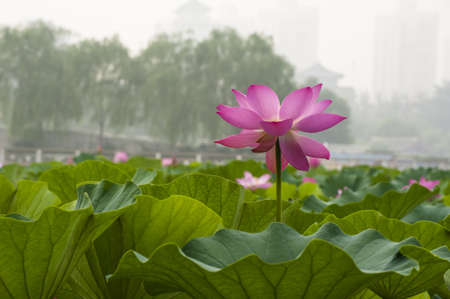 A blooming lotus in the lotus pondの写真素材