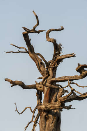 Dead tree branch in outdoorの写真素材