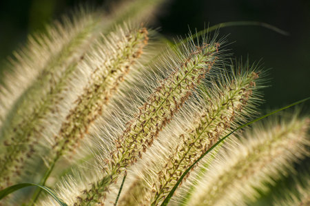Wild grass under the sunshine