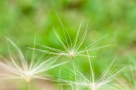 Dried weeds in the wildernessの写真素材