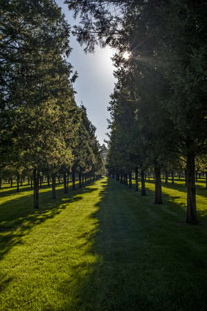 Tree and light shadow in Temple of Heavenの写真素材