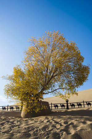 The diversifolious poplar tree in the desert, Dunhuang of Chinaのeditorial素材