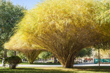 Sand willows in Dunhuang, Gansu of Chinaの写真素材