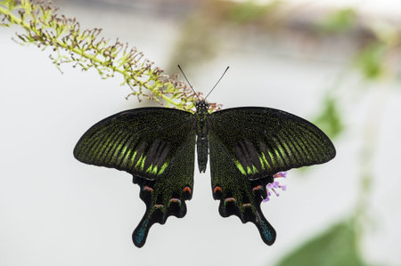 A beautiful butterfly stay on a flower