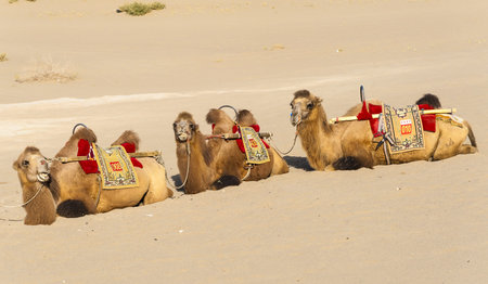 Camels have a rest beside the sand dunes