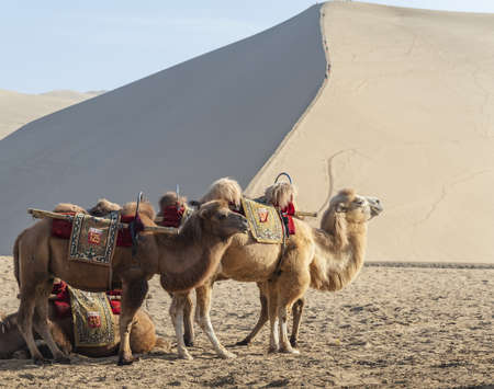 Camels besides the sand dunesのeditorial素材