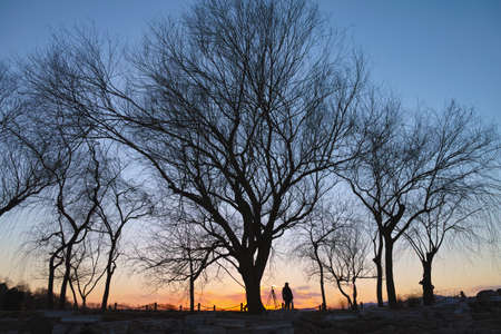 The silhouette of tree in winterの写真素材