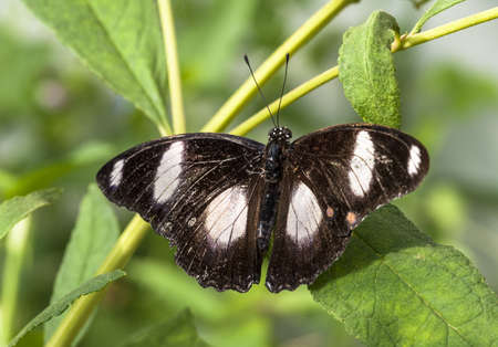 A butterfly with black wing and white potの写真素材