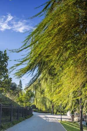 Road in a park surrounded by weeping willow