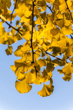 The golden ginkgo leaves against blue sky の写真素材