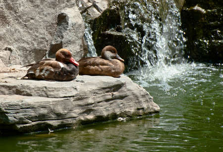 Two duck have a rest on the rockの写真素材