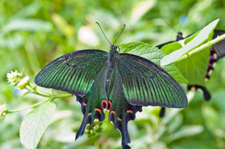 Black butterflyの写真素材