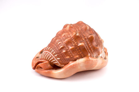A trumpet shell on the white background