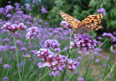 Butterfly and flowersの写真素材