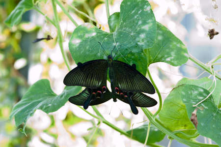 two black butterfly on the green leafの写真素材