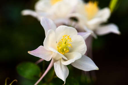 Blooming  white flower in springの写真素材