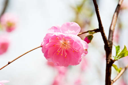 Blooming peach flower in springの写真素材