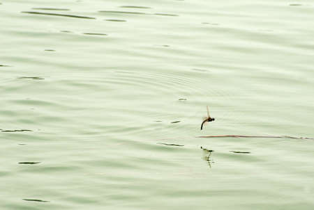Dragonflies lay their eggs on the waterの写真素材
