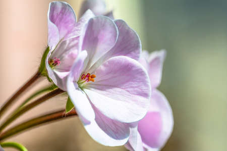 Blooming pink color flower under the sunshineの写真素材