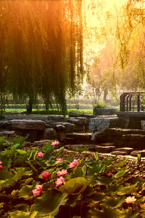 The morning in a parkの写真素材