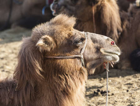 Camelの写真素材