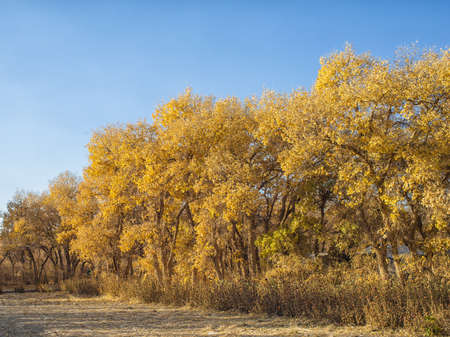 Diversifolious Poplars in autumnの写真素材