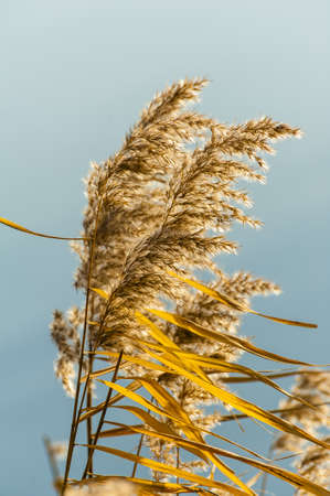 Dried reedy grass in the autumnの写真素材