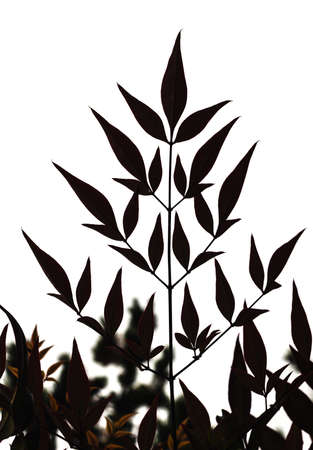 Leaves against overcast skyの写真素材