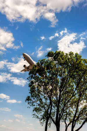 A plane fly over the treeの写真素材