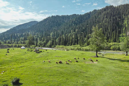 Scenery of grassland in Xinjiangの写真素材