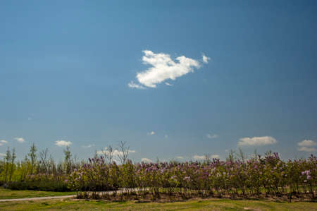 Trees, grassland under the sunshineの写真素材
