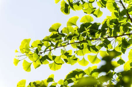 The leaves of ginko tree under the sunshineの写真素材