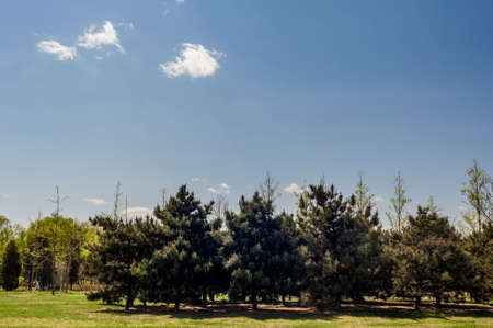 Trees, grassland under the sunshineの写真素材