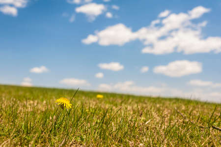 Meadow, blue sky and cloud in springの写真素材