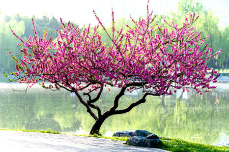 Peach tree in springの写真素材