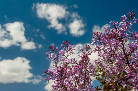 Blooming flower s against blue skyの写真素材