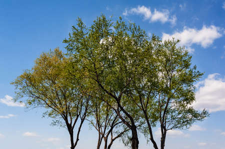 Trees and the cloudy skyの写真素材