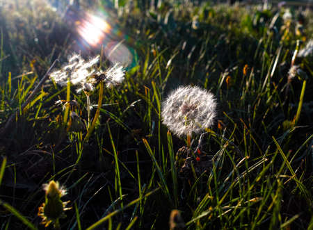 Dandelion under the sunshineの写真素材