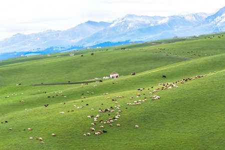 Many sheep, cattle and horses in the pastureの写真素材