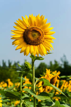 Blooming sunflower in the fieldの写真素材