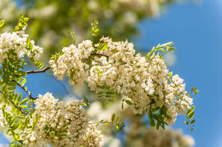 flower of Chinese scholartree if they are cleanの写真素材