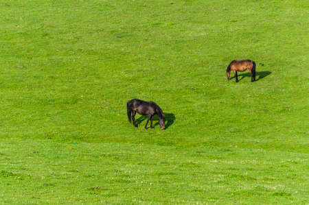 Two horses eating at the pastureの写真素材