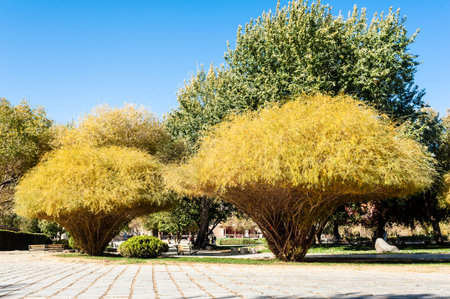 Golden sand willows in autumn, Dunhuang, Gansu of China