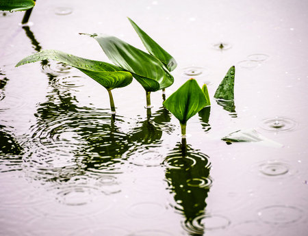The leaves of water plant under the rain